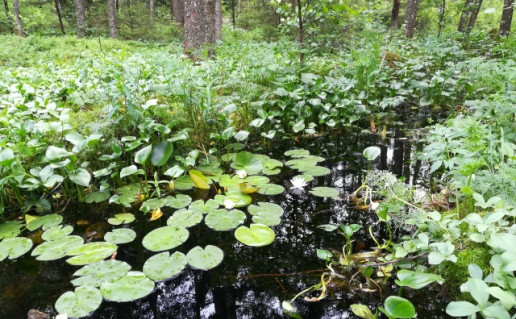 25_ILGE. Žemaitijos NP nuotrauka (1).jpg